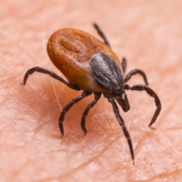 Spider walking across skin. 
